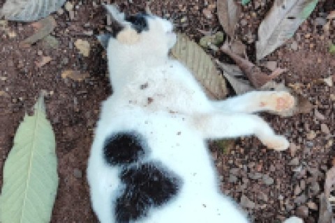 Envenenamento de Animais no Município
